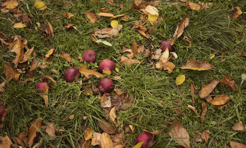 Fallen apples lie on a patch of grass.