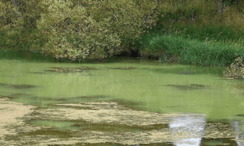 An algal bloom in the Selwyn River (Radio NZ, Philippa Tolley) 
