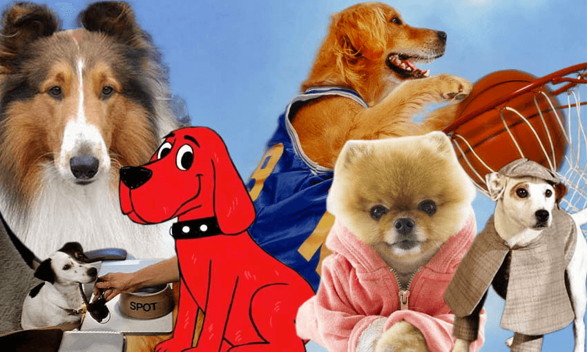 Ten dogs that need to be on Pooch Perfect right now The Spinoff