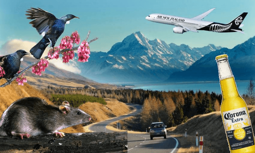 rat, tui, corona beer, and air nz plane all watch a car not crash 
