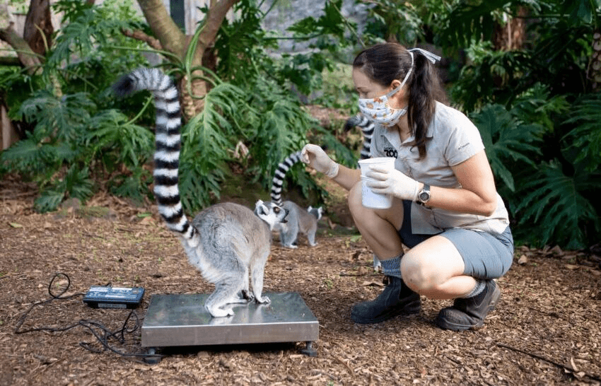 Primate keeper Sam Robertson with a Madagascan ring-tailed lemur (Photo: Grace Watson/Auckland Zoo) 

