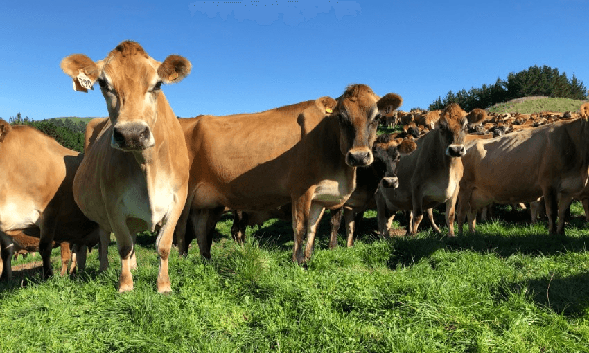 Dairy cows on Southern Pasture’s farms. (Photo: Supplied) 
