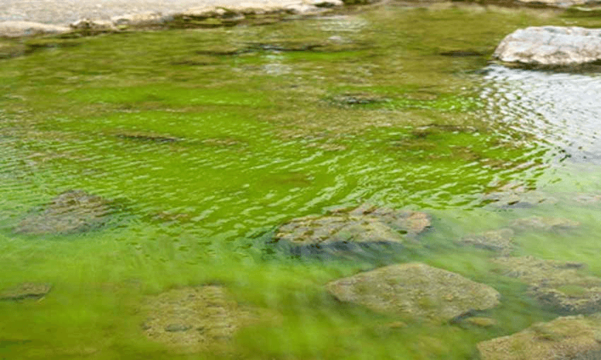 Green algal bloom in a small freshwater lake in New Zealand (Photo: Supplied) 

