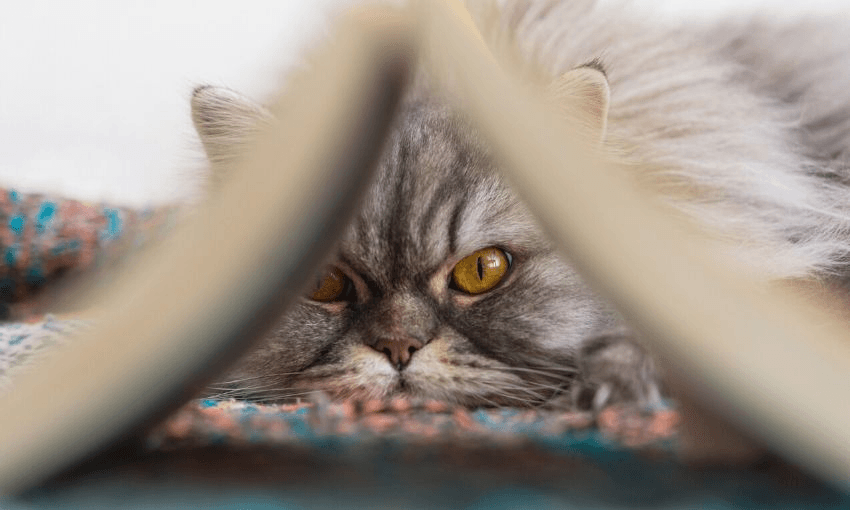 The Getty caption is magnificent: “The cat looks through the book, the day of the Book, the cat and the open book. Home leisure. Self-isolation of the house. It’s good to be home. Home schooling. Furry Scottish cat.” (Photo: Getty Images) 
