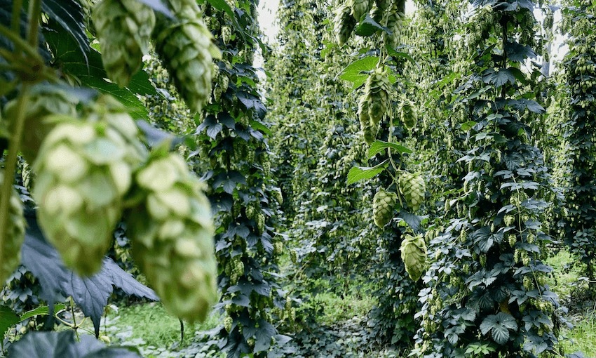 Hops nearly ready for harvest at Mac Hops in Motueka (Photo: Alice Neville) 
