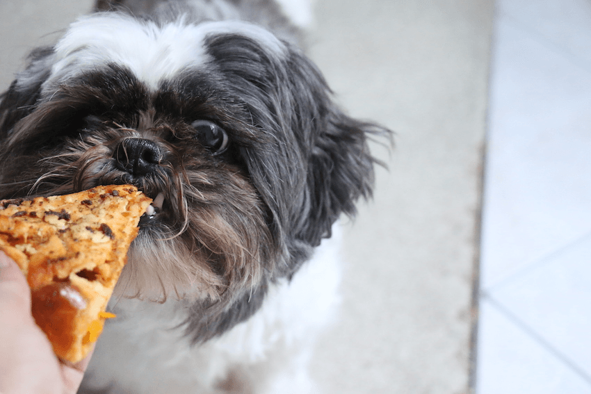 Oreo samples a slice of pizza (Photo: Jean Teng) 
