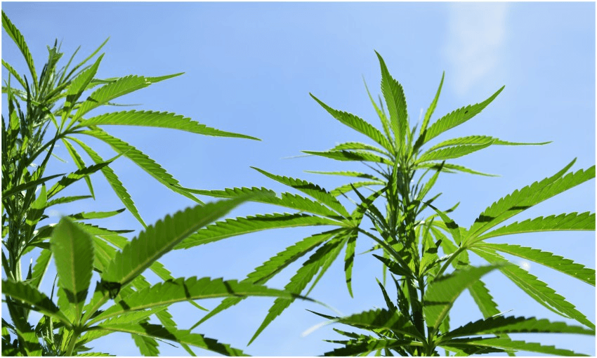 marijuana plants agains a blue sky