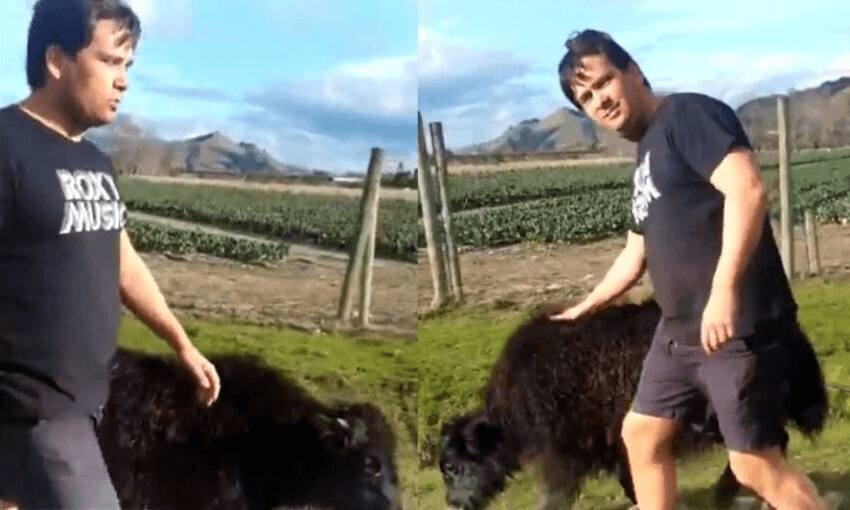 Simon Bridges in t shirt and shorts, patting a baby yak in a paddock
