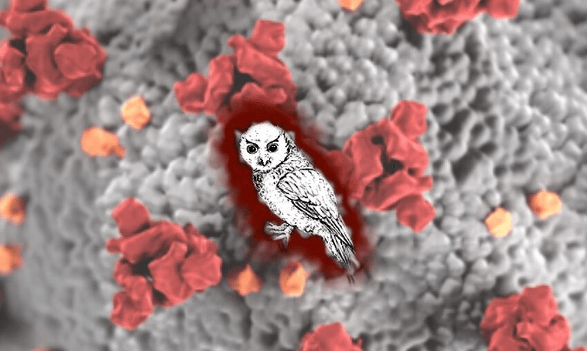 The Grey Power president has disassociated the organisation from the branch president’s comments  
