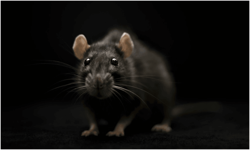 Not in fact a shot of Josie’s ratmate (Photo: 
Jagoda Matejczuk/500px via Getty) 
