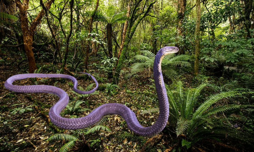 Our impression of the snake in its West Coast habitat (Background photo: Getty Images) 
