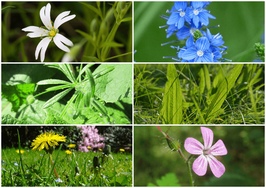 a selection of edible weeds