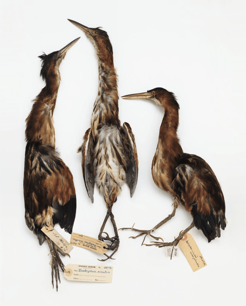 Three mounted specimens of the New Zealand little bitterns, in awkward poses