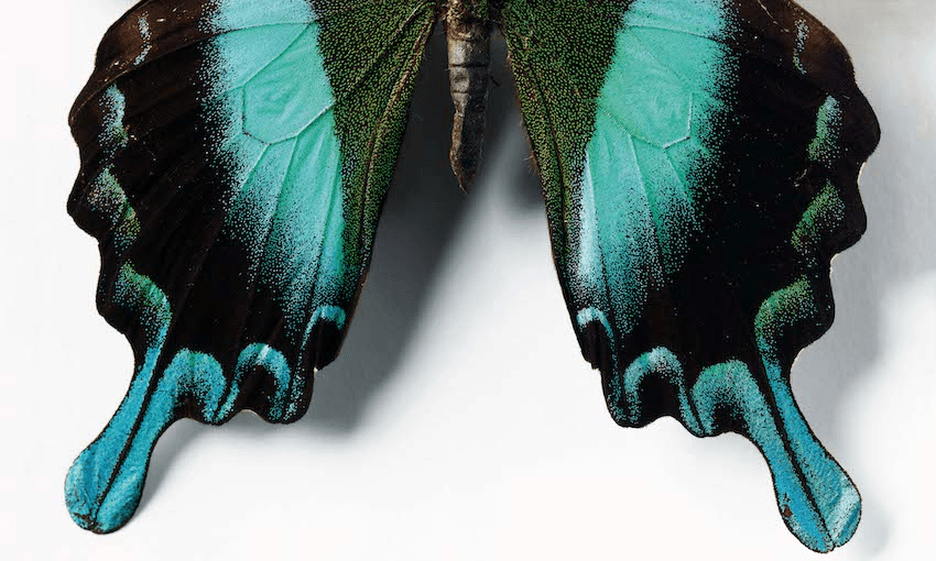 The vivid blue and black wings of a butterfly.