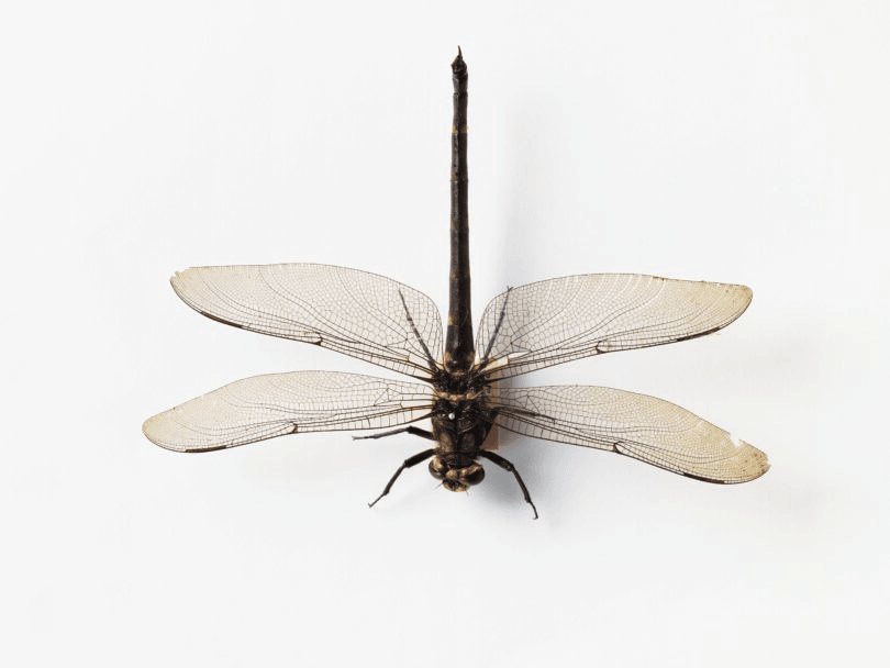 Large dragonfly photographed vertically, head pointing down