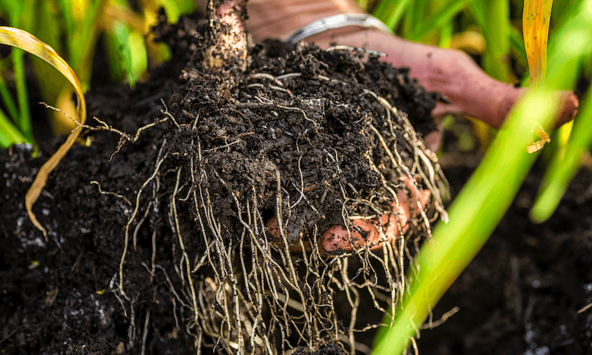 a handful of soil
