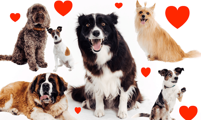 Dog Almighty feature 2