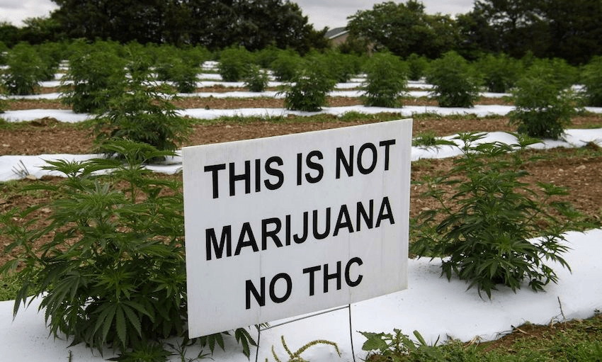 A sign stands in front of hemp plants on a US farm to dissuade thieves from stealing the plants (Photo: NICHOLAS KAMM / AFP / Getty)  
