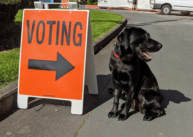 The magnificent Astra waits outside a polling station in Auckland, 2020. Photo: Supplied 
