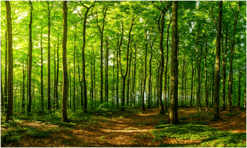 A beech forest in Larvik, Norway, just after sunrise (Photo: Baac3nes via Getty) 
