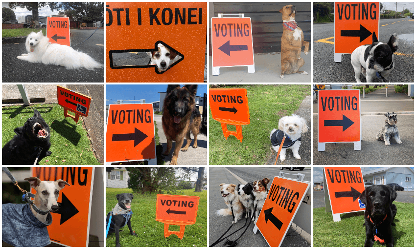 dogs at polling booths feature image 
