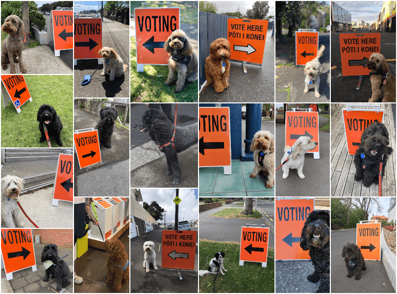 dogs with poodles in them at voting booths 
