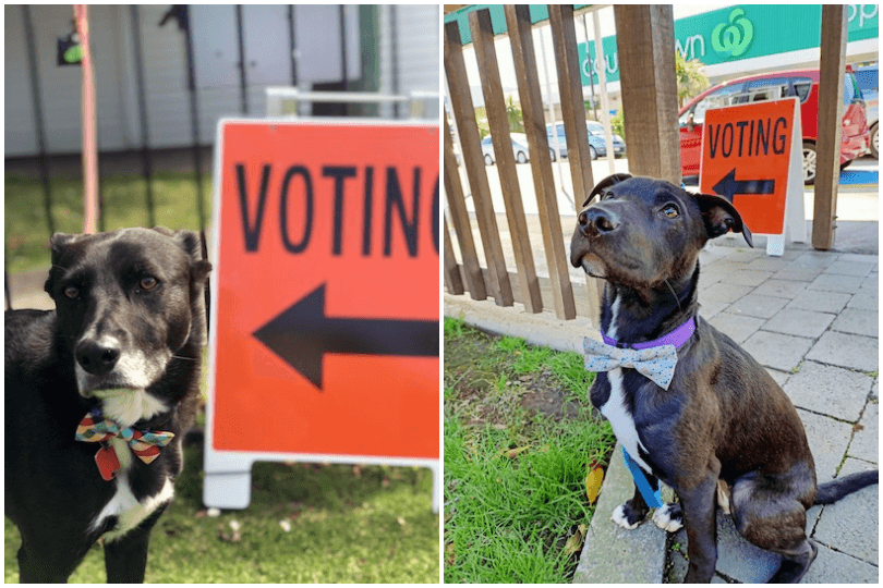 Both Stevie (left) and Tilly (right) believe that voting is Very Important Business, and thus formal attire is appropriate. We entirely agree. Good work, dogs.  
