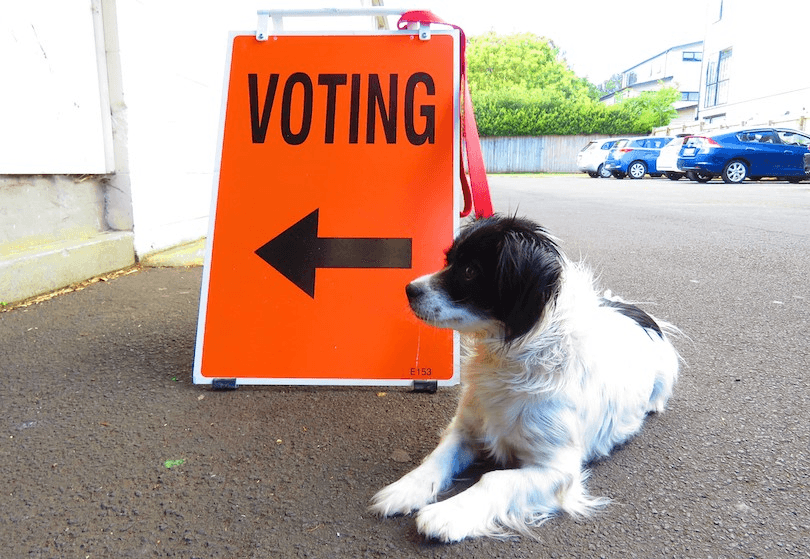 dogs at polling booth 
