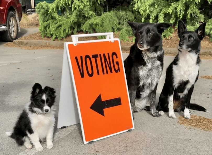 dogs at polling booths 

