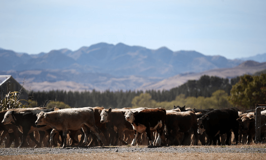 Beef cattle at a farm in North Canterbury