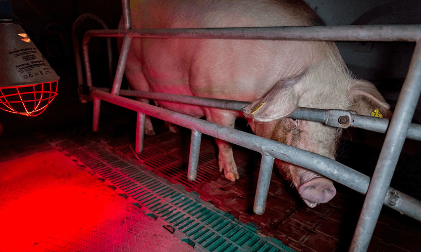A sow in a farrowing crate, Germany (Photo: Christian Adam/ullstein bild via Getty Images) 
