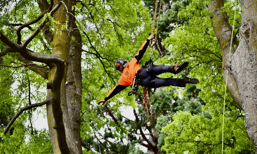 Arborist Steph Dryfhout and women’s champion of the 2020 National Tree Climbing Championship (Photo: George Driver)