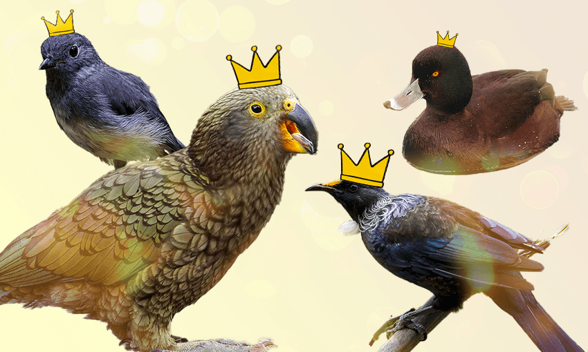 Flock flacks: Meet the campaign managers behind the Bird of the Year