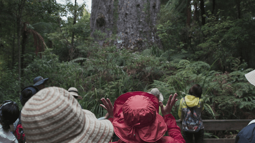 Into Darkness: standing up to kauri dieback