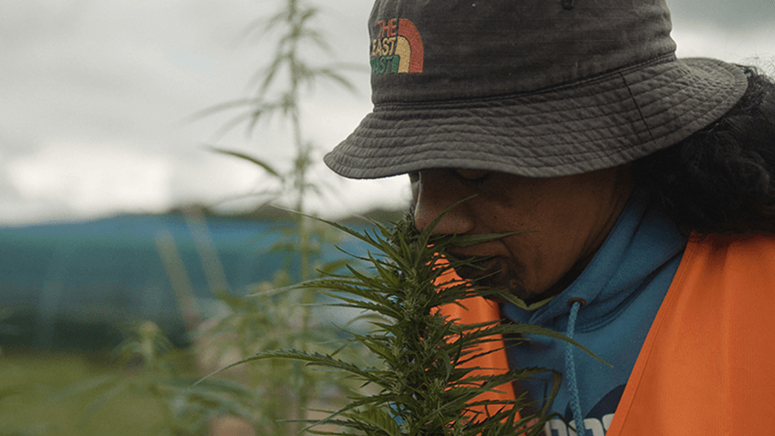 Grass Roots: the women of Hikurangi Enterprises