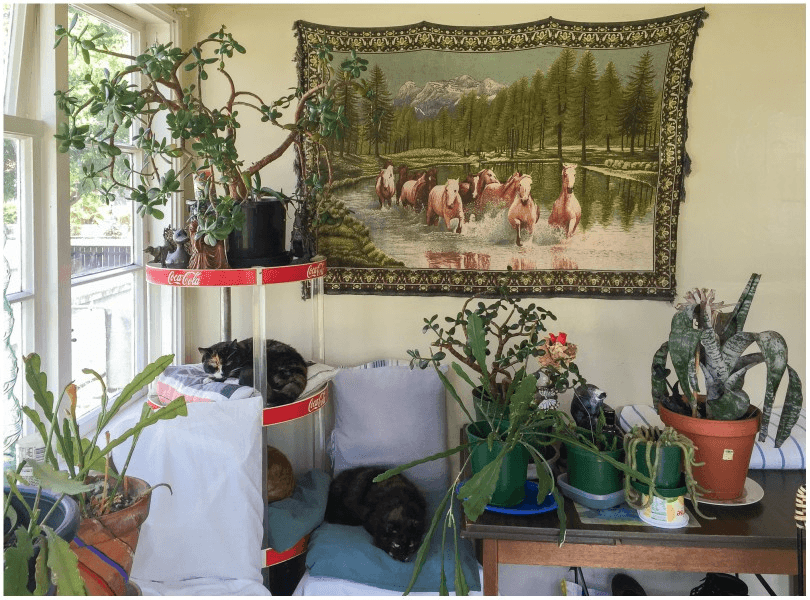 Interior scene with houseplants, a wall tapestry, and cats asleep on a Coke-branded shelf.
