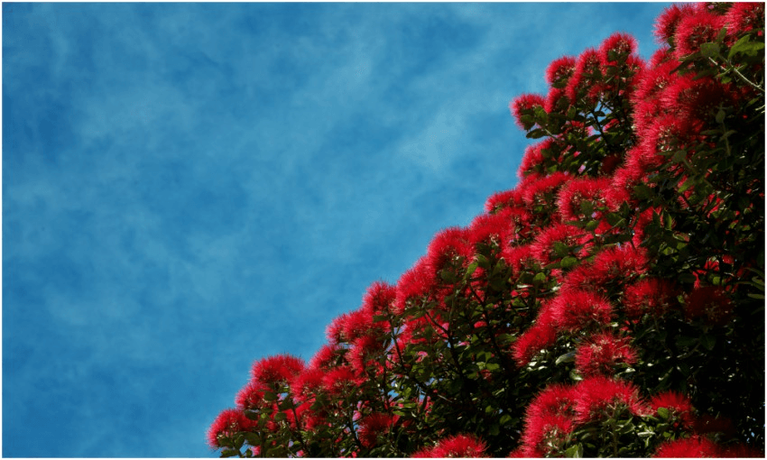 Pōhutukawa blooming against a blue sky