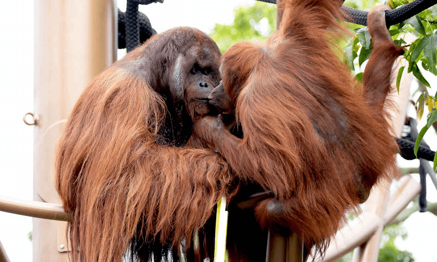 The Auckland Zoo’s orangutangs Charlie and Melur (Photo: supplied) 
