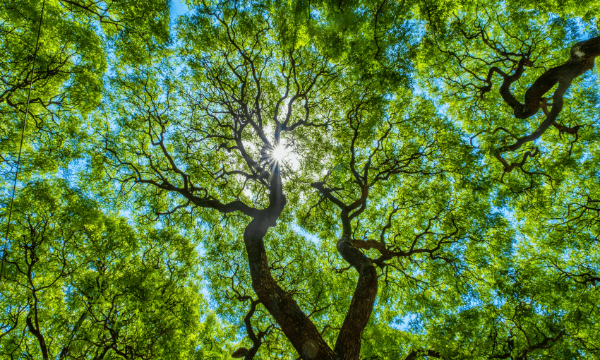 trees agains the sky, bright blue and green with sunlight