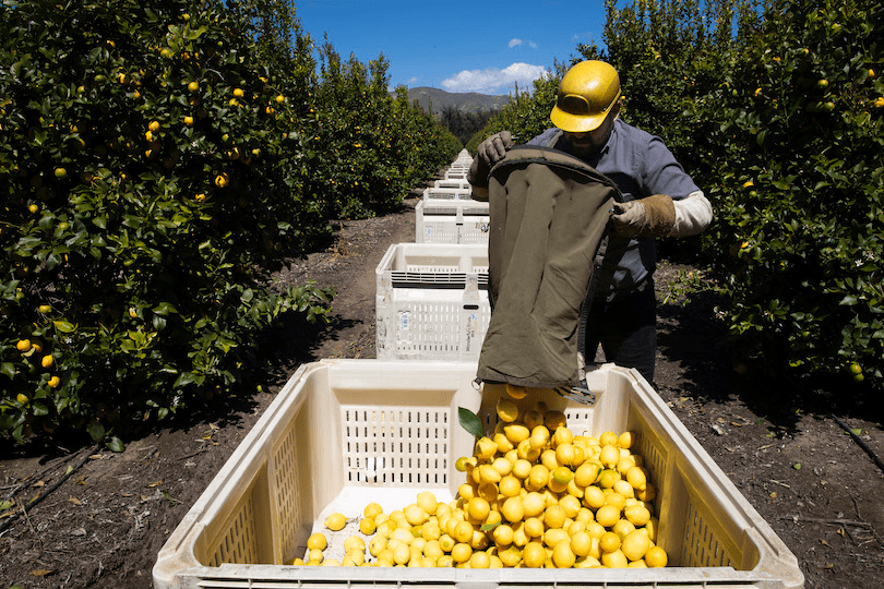 Workers pick lemons at an orchard in Mesa, California, in March 2020 (Photo: Brent Stirton/Getty Images) 

