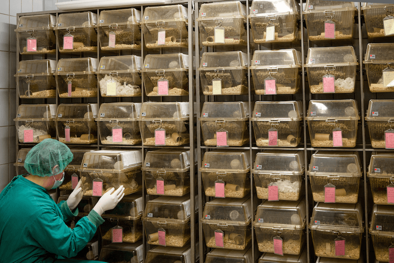 A lab assistant in front of a wall of cages containing albino rats