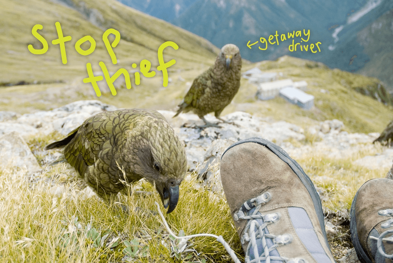 Photo of kea with 'stop thief' on it