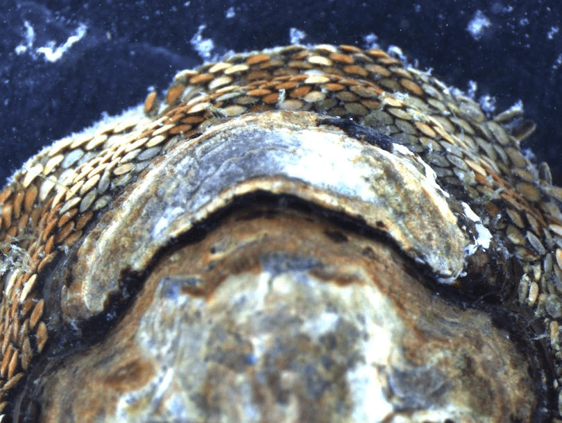 closeup of snakeskin chiton head and shell