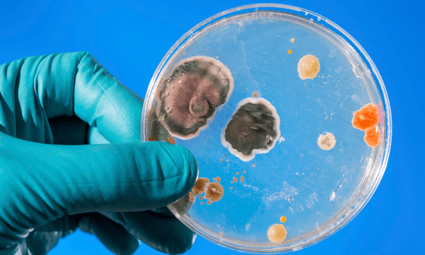 a blue background with mould growing on a petri dish