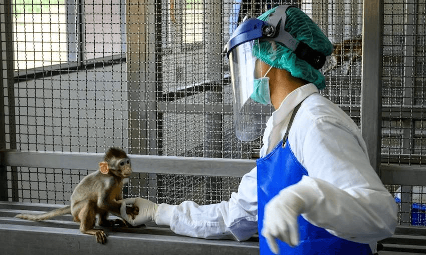 A Covid-19 vaccine candidate was tested on longtail macaques at this breeding centre in Thailand in May 2020 (Photo: MLADEN ANTONOV/AFP via Getty Images) 
