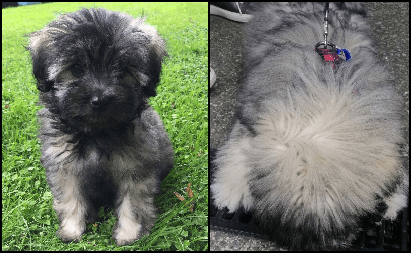 linda burgess' dog badger