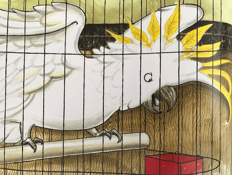illustration of a cockatoo in a cage, squawking angrily