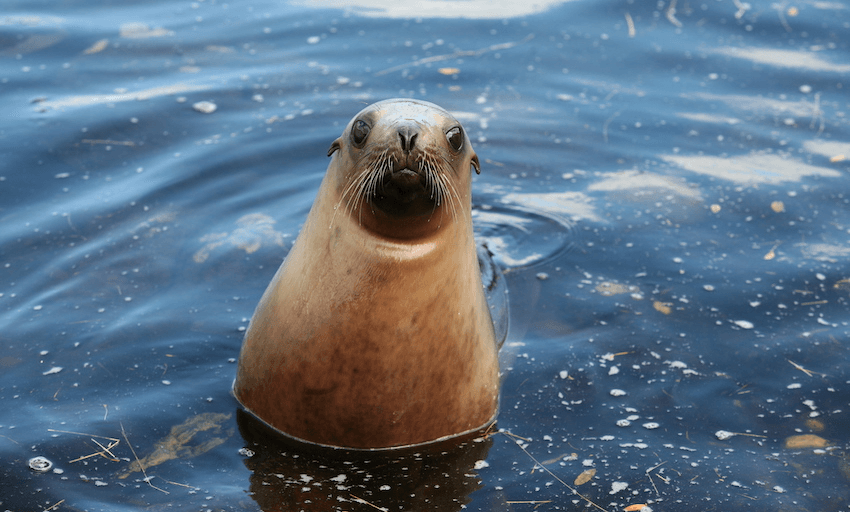 A New Zealand sea lion (Photo: DOC) 
