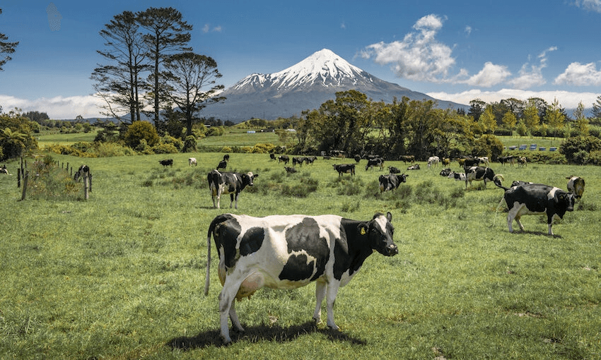 Dairy cows on a farm in the Taranaki region (Getty Images)  
