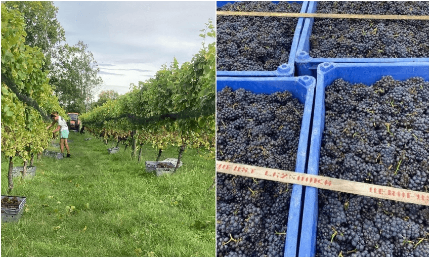 Pinot gris picking in process for Known Unknown, and freshly picked gamay (Photos: Supplied) 
